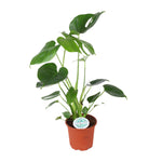 Load image into Gallery viewer, Monstera Deliciosa - Ø14cm - ↕45cm
