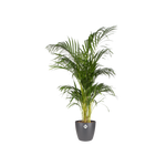 Load image into Gallery viewer, Pot ELHO Brussels Round Antraciet D20 x H19
