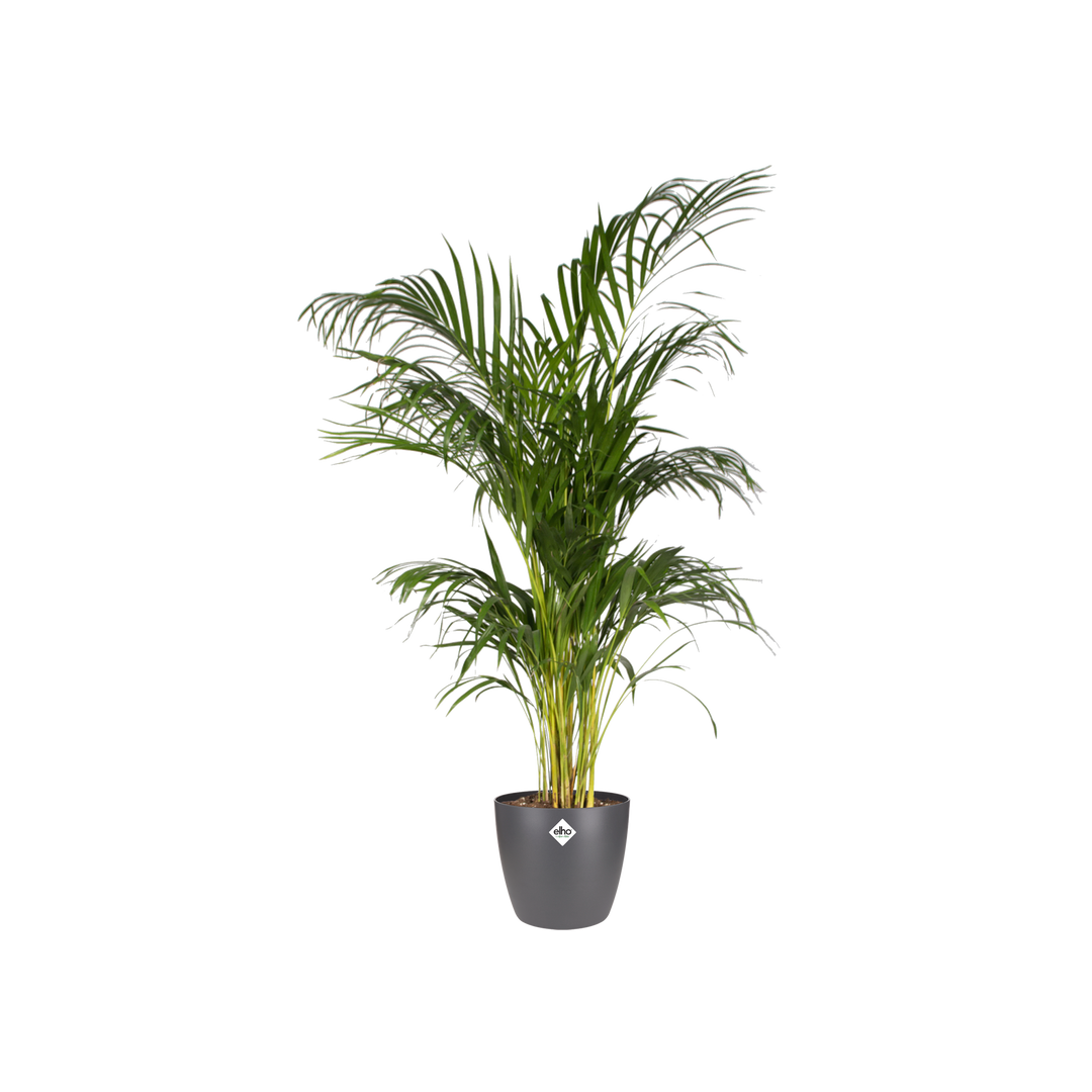 Pot ELHO Brussels Round Antraciet D20 x H19