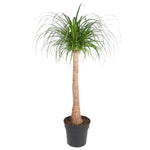 Load image into Gallery viewer, Beaucarnea stam - 120 cm - ø32

