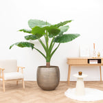 Load image into Gallery viewer, Alocasia Portodora enkele stam - 180cm
