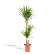 Dracaena Marginata - Ø24cm - ↕160cm