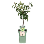 Load image into Gallery viewer, Pyrus Communis Doyenne Du Comice - Peer - Ø19cm - ↕60cm
