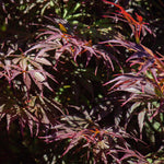 Load image into Gallery viewer, Set van 2 Japanse Esdoorn - Acer palmatum Trompenburg -Donker Paars
