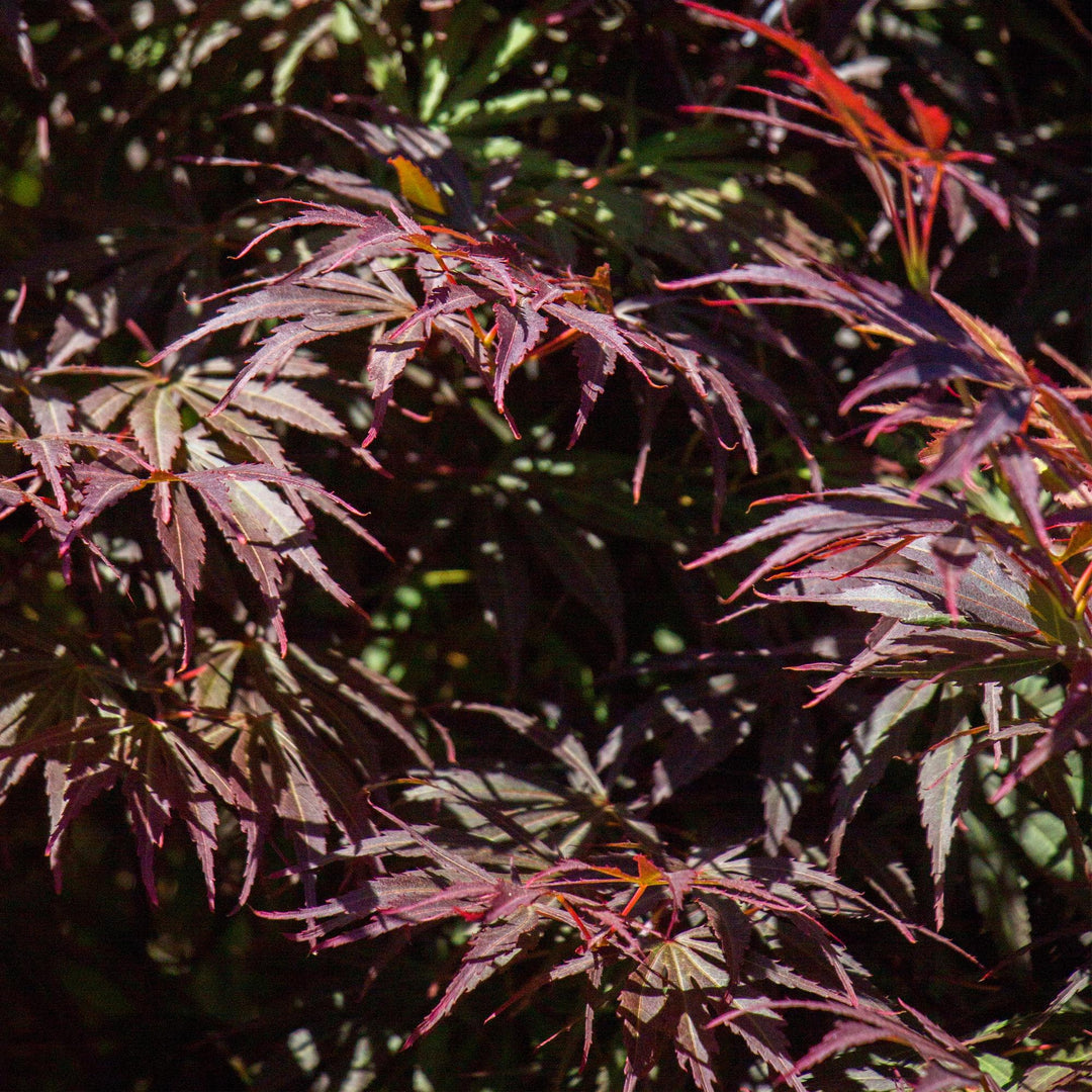 Set van 2 Japanse Esdoorn - Acer palmatum Trompenburg -Donker Paars