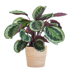 Load image into Gallery viewer, Calathea Medaillon met Sofia mand naturel - 65cm - Ø19
