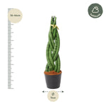 Load image into Gallery viewer, Sansevieria cylindrica &#39;Twist&#39; - 40 cm - ø10,5
