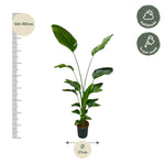 Load image into Gallery viewer, Strelitzia Nicolai - Ø27cm - ↕170cm
