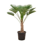 Load image into Gallery viewer, Trachycarpus wagnerianus - 130cm
