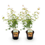 Load image into Gallery viewer, Set van 2 Japanse Esdoorn - Acer palmatum Katsura - Oranje
