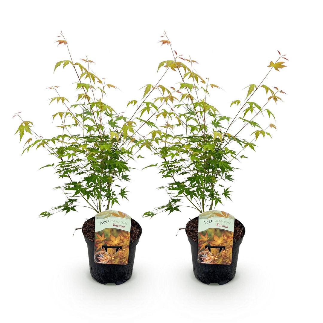 Set van 2 Japanse Esdoorn - Acer palmatum Katsura - Oranje