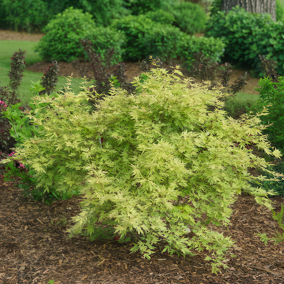 Set van 2 Japanse Esdoorn - Acer palmatum Methamorphosa - Groen