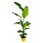 Load image into Gallery viewer, Strelitzia Nicolai inclusief elho Vibes Fold Round geel - 130 cm - Ø18
