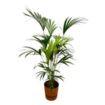 Load image into Gallery viewer, Kentia palm inclusief elho Greenville Round bruin - 160cm - Ø24
