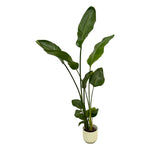 Load image into Gallery viewer, Strelitzia Nicolai inclusief elho Vibes Fold Round wit - 100 cm - Ø18
