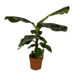 Load image into Gallery viewer, Bananenplant (Musa) - 80 cm - Ø21cm
