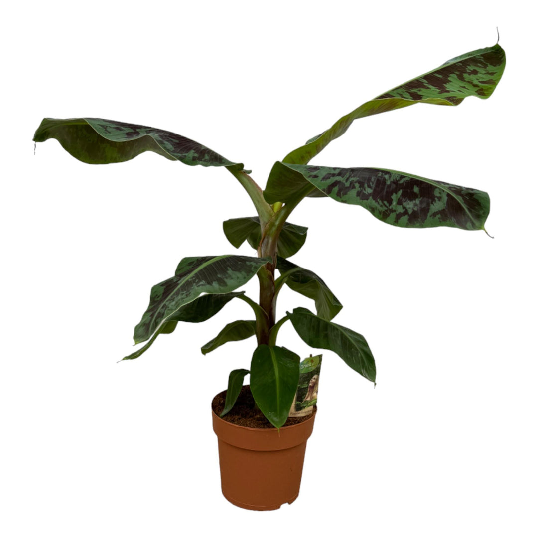 Bananenplant (Musa) - 80 cm - Ø21cm