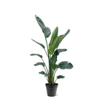 Load image into Gallery viewer, Strelitzia Nicolai XXL - 190 - 225 cm - ø27-ø30
