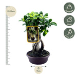 Load image into Gallery viewer, Ficus Microcarpa Ginseng - 30 cm - Ø17cm
