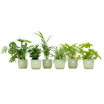 Load image into Gallery viewer, Verrassingsbox - 6 planten inclusief elho Vibes Fold Round Ø14 sorbet groen
