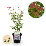 Load image into Gallery viewer, Set van 2 Japanse Esdoorn - Acer palmatum Phoenix - Roze

