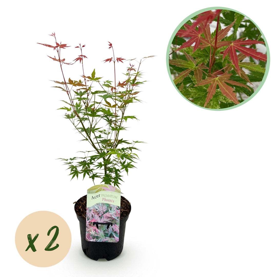 Set van 2 Japanse Esdoorn - Acer palmatum Phoenix - Roze
