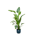 Load image into Gallery viewer, Strelitzia Nicolai inclusief elho Vibes Fold Round blauw - 160cm - Ø30
