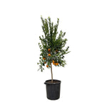 Load image into Gallery viewer, Citrus Mandarino - 200 cm - ø40
