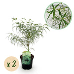 Load image into Gallery viewer, Set van 2 Japanse Esdoorn - Acer palmatum Koto-no-ito - Groen - Ø19cm

