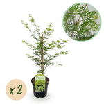 Load image into Gallery viewer, Set van 2 Japanse Esdoorn - Acer palmatum Emerald Lace - Groen

