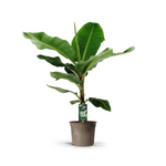 Load image into Gallery viewer, Bananenplant (Musa) - 140 cm - Ø27cm
