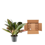 Load image into Gallery viewer, Codiaeum variegatum &#39;Petra&#39; - 30 cm - ø12
