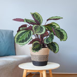 Load image into Gallery viewer, Calathea Medaillon met Lissabon mand zwart - 65cm - Ø19
