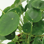 Load image into Gallery viewer, 2x Pilea Peperomiodes - Pannekoekenplant - 20cm - ø12
