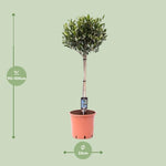 Load image into Gallery viewer, Olea Europaea – Olijfboom – Ø22 cm – ↕100 cm
