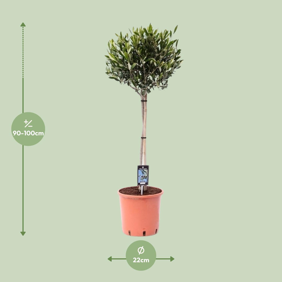 Olea Europaea – Olijfboom – Ø22 cm – ↕100 cm