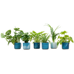 Load image into Gallery viewer, Verrassingsbox - 6 planten inclusief elho Ocean Round atlantisch blauw Ø14
