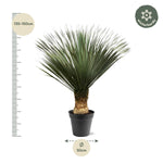 Load image into Gallery viewer, Yucca Rostrata - 130 - 150 cm - Ø50
