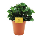 Load image into Gallery viewer, Peperomia Burning Bush - Ø15cm - ↕25cm
