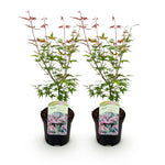 Load image into Gallery viewer, Set van 2 Japanse Esdoorn - Acer palmatum Phoenix - Roze
