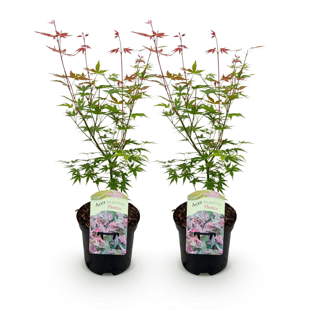 Set van 2 Japanse Esdoorn - Acer palmatum Phoenix - Roze