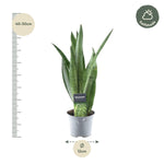 Load image into Gallery viewer, Sansevieria Spearmint - 45 cm - ø12
