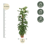 Load image into Gallery viewer, Monstera Monkey Leaf mosstok - Ø27cm - ↕170cm
