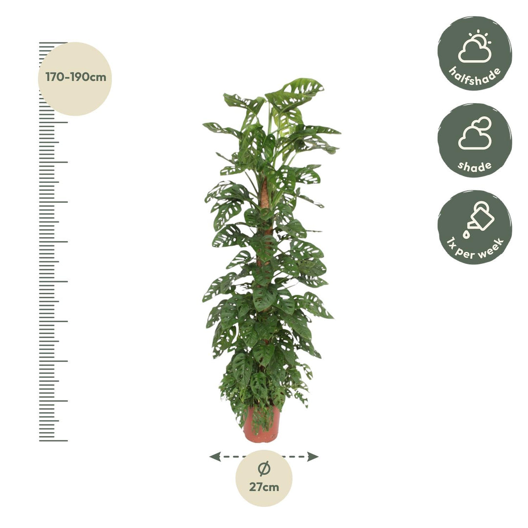 Monstera Monkey Leaf mosstok - Ø27cm - ↕170cm