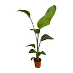 Load image into Gallery viewer, 2x Strelitzia Nicolai - 100 cm - Ø17
