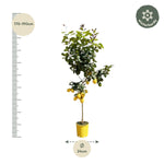 Load image into Gallery viewer, Citroenboom - 150 cm - ø24
