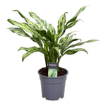 Load image into Gallery viewer, Aglaonema Juliette - 40 cm - ø12
