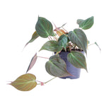 Load image into Gallery viewer, Philodendron scandens &#39;Micans&#39; - 25 cm - ø12
