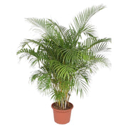 Areca Palm - Ø40cm - ↕200cm