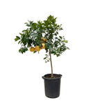 Load image into Gallery viewer, Citrus Pompelmo - 150 cm - ø40

